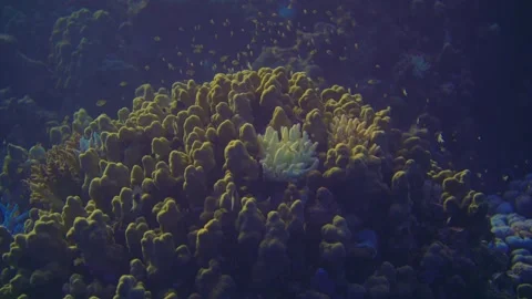 Bleached coral in tropical reef with fish in underwater marine habitat Stock Footage 346171677