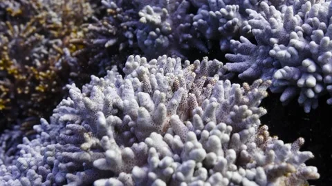 Bleached Corals || Closeup of a dying reef Stock Footage 149964425