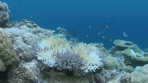 Bleached corals Stock Footage 80919986