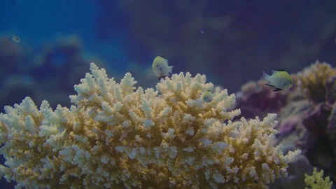 Bleached corals in reef with fish in underwater marine habitat Stock Footage 319279911