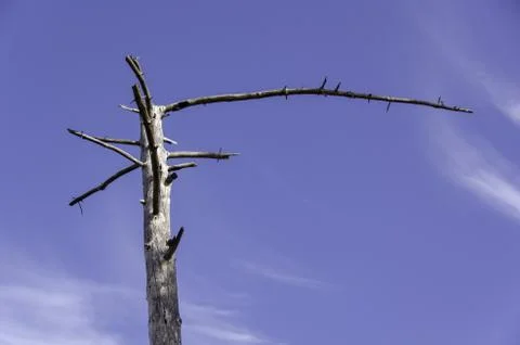 Bleached dead tree trunk against a blue sky Stock Photos