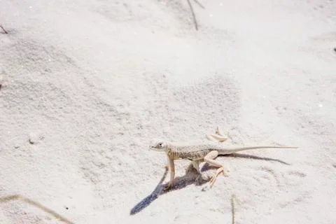 Bleached earless lizard Stock Photos