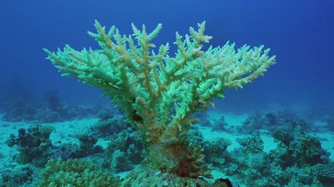 Bleached Hard Table Coral Acropora, Slow motion Stock Footage 243179344