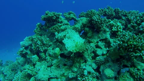 Bleached Hard Table Coral Acropora on a coral reef, Slow motion Stock Footage 318036794