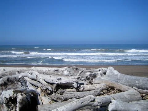 Bleached Logs on the Beach 写真素材