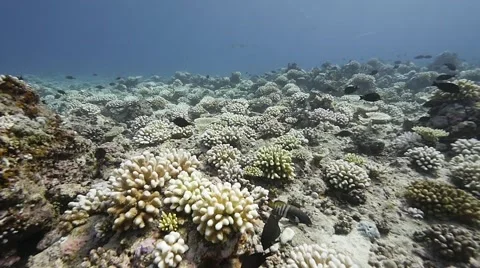 Bleached reef with distant ray Video stock 66203897