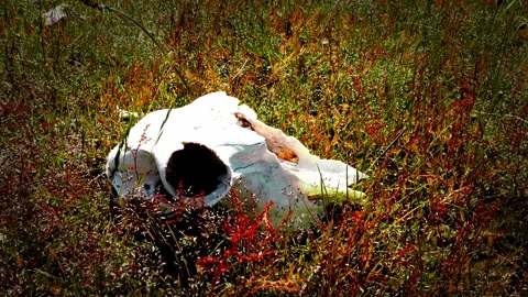 Bleached Sheep Skull in Green Grass and Red Moss. Patagonia Landscape. Stock Footage 323302831