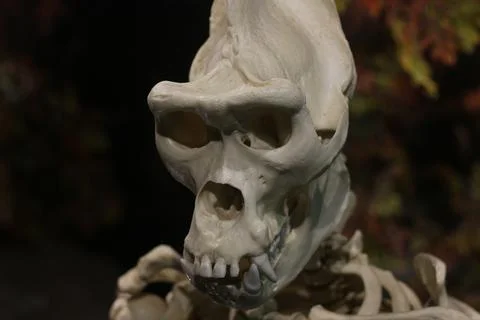 Bleached skeletal skull close up with visible teeth and partial spine against Stock Photos