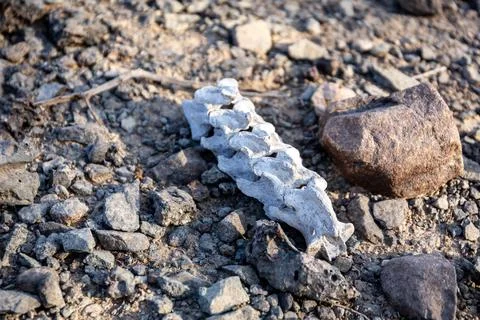 Bleached spine bones of goat lying on the barren ground, UAE desert Fotos de archivo