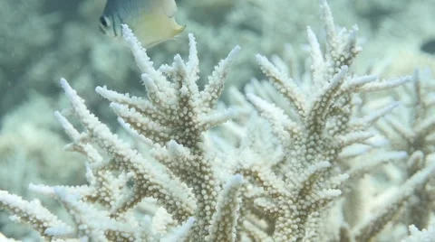 Bleached staghorn coral focus pull Video stock 66253745