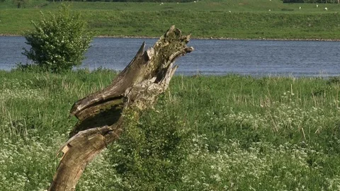 Bleached stub old tree + zoom out blooming hawthorns floodplain river Rhine Stock Footage 107324301
