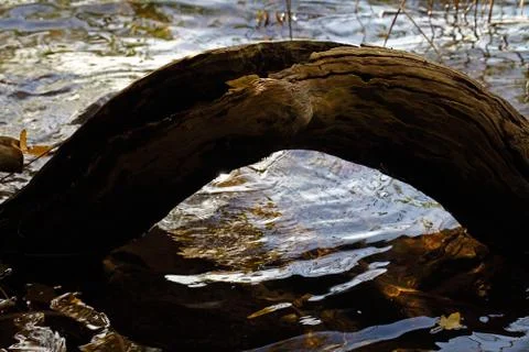 Bleached tree Photos