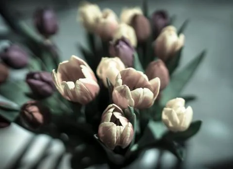 Bleached tulips in May Stock Photos
