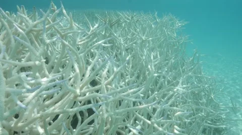 Bleached white coral Video stock 66203902