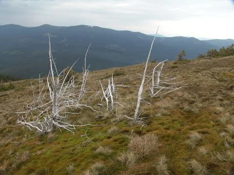 Bleached white dead trees lying on a grassy mountain slope under a dramatic s Stock Photos