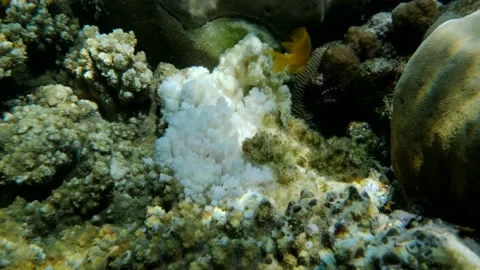 Bleaching and death of corals from excessive seawater heating due to climate cha Stock Footage 142931823