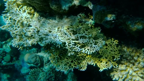 Bleaching and death of corals from excessive seawater heating due to climate Stock Footage 147212681