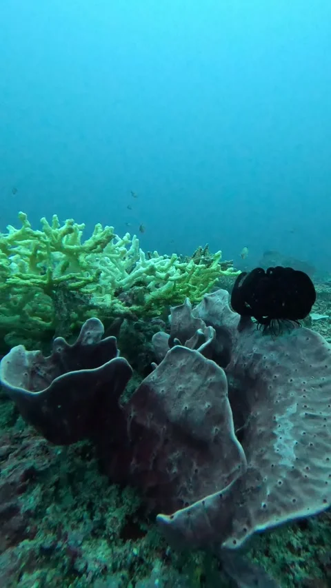 Bleaching coral and feather star Stock Footage 286376897