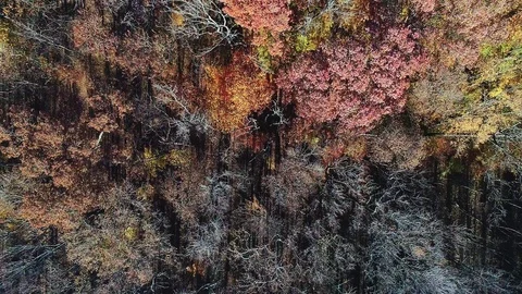 Bleak Fall Trees top down Video stock 98110227