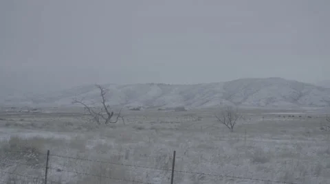 Bleak snowy field, dead trees, snowy mountains, barb wire fence, Slog  no Color Stock Footage 60266828