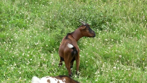 Bleating goat in a pasture close-up outdoors. Cute horned domestic animal Stock Footage 200096993