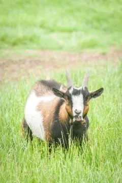 Bleating goat Stock Photos
