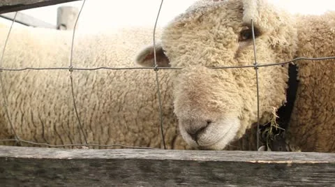 Bleating Sheep Behind a Fence Stock Footage 12475678