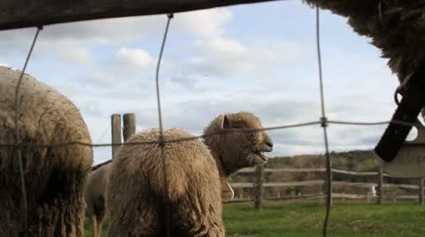Bleating Sheep Видео 12476139