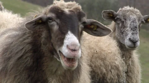 Bleating Sheep Stock Footage