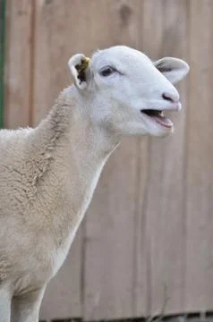 Bleating sheep Stock Photos
