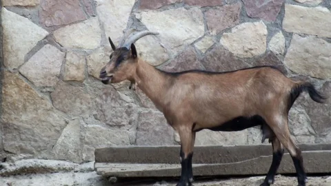 Bleating wild goat and young chamois in the zoo. Stock Footage 74594716