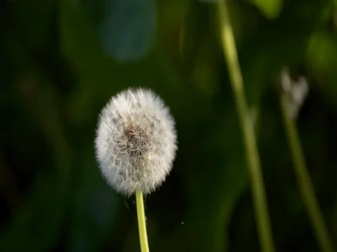 Bleeding dandelion, nature in Belgium Ardennes, Europe, 4K Stock Footage 76281925