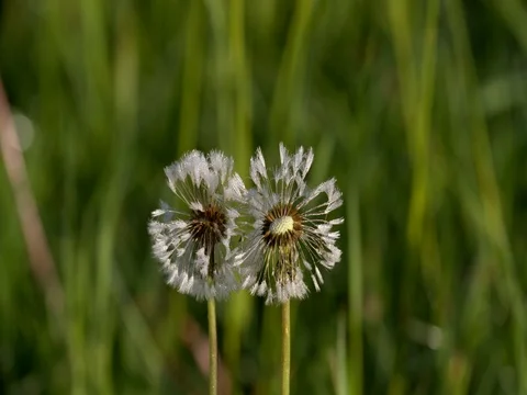 Bleeding dandelions with morning dew like crystals Stock Footage 76202890