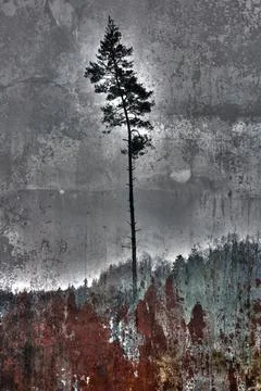 Bleeding forest Stock Photos