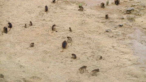 Bleeding-heart Baboon Monkeys Endemic To The Ethiopian Highlands. Simien Vídeo Stock 315490887