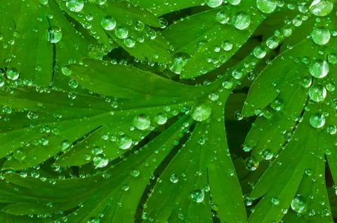 Bleeding Heart Drops - Rain drops on  Bleeding heart (Dicentra formosa) Stock Photos