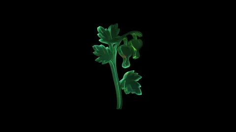 Bleeding heart flower with drooping heart shaped blossoms Stock Footage 313087229