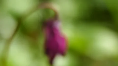 Bleeding heart flower focus Video stock 48784977