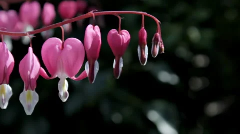 Bleeding Heart flower Stock Footage 2874676