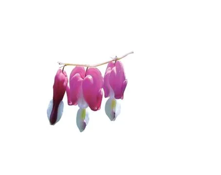 Bleeding heart flower Stock Photos