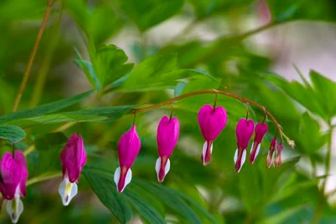 Bleeding Heart Flower Stock Photos