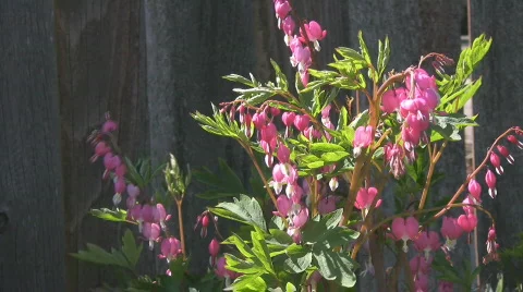 Bleeding heart flowers blowing in the wind Stock Footage 558405