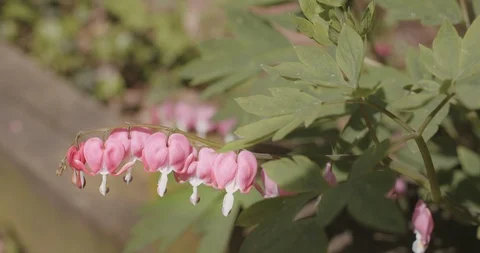 Bleeding Heart Flowers Video stock 90060049