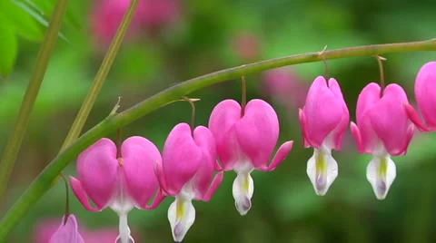 Bleeding Heart flowers in full bloom Video stock 1872108