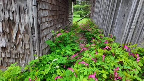 Bleeding heart flowers growing between old wooden farm buildings in Leelanau Stock Footage 342032800