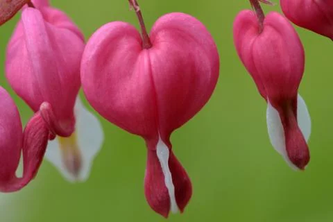 Bleeding-heart flowers Stock Photos