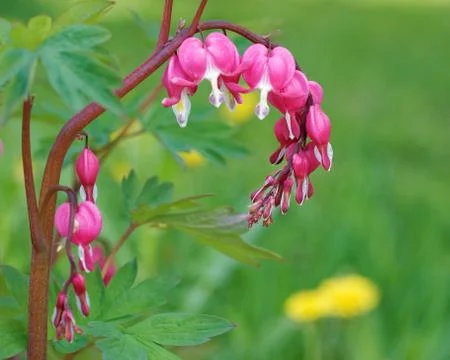 Bleeding-heart flowers Stock Photos