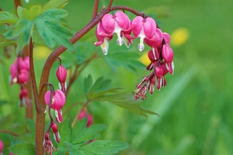 Bleeding-heart flowers Stock Photos