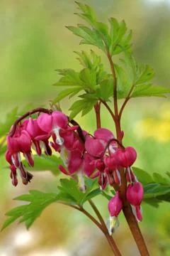 Bleeding-heart flowers Stock Photos
