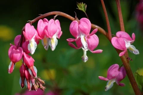 Bleeding-heart flowers Stock Photos
